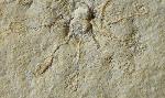 Saccocoma tenella (GOLDFUSS 1831) - Bild © FossNet FossilienStore